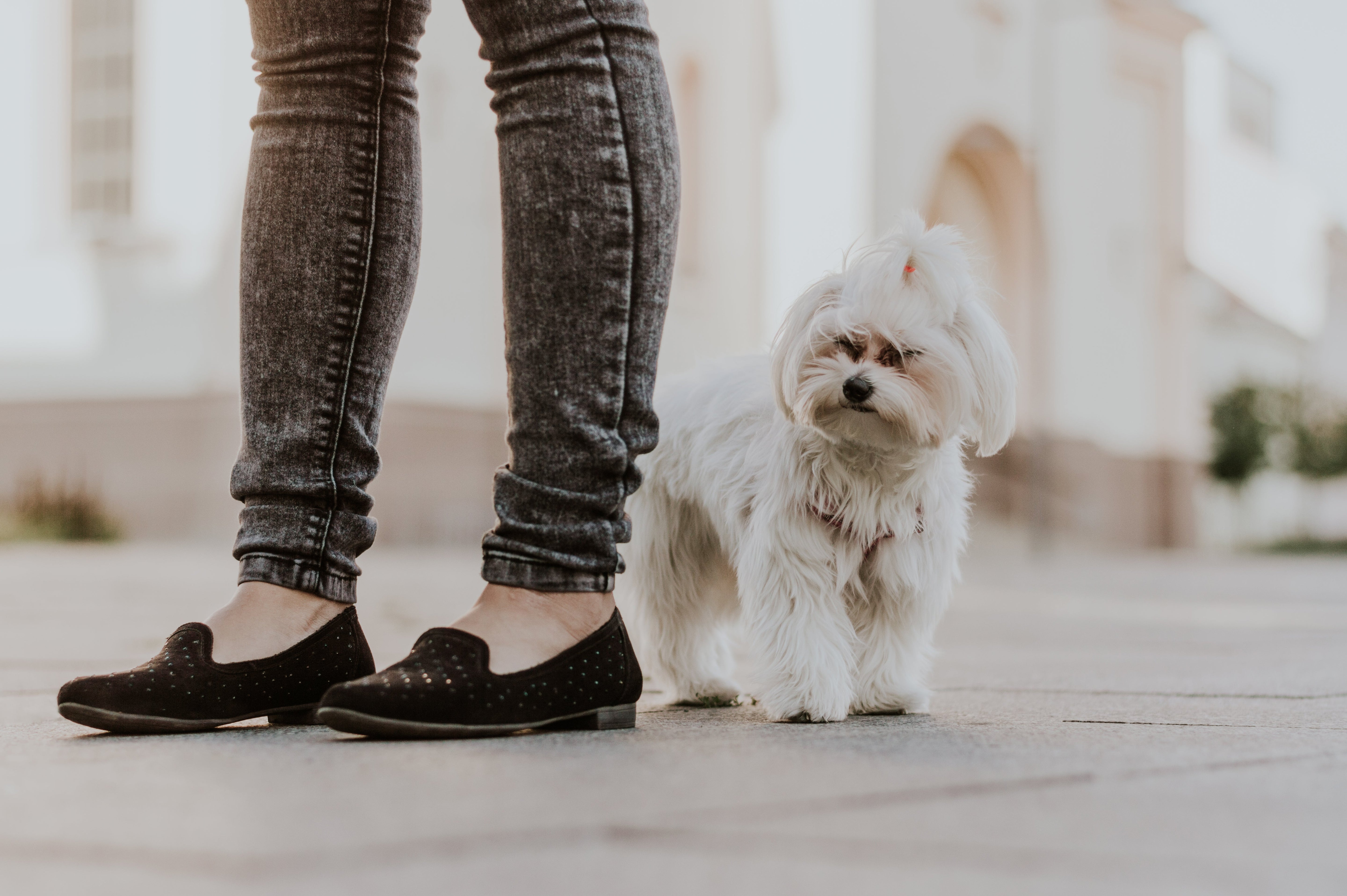 Understanding Your Dogâs Body Language in Everyday Life