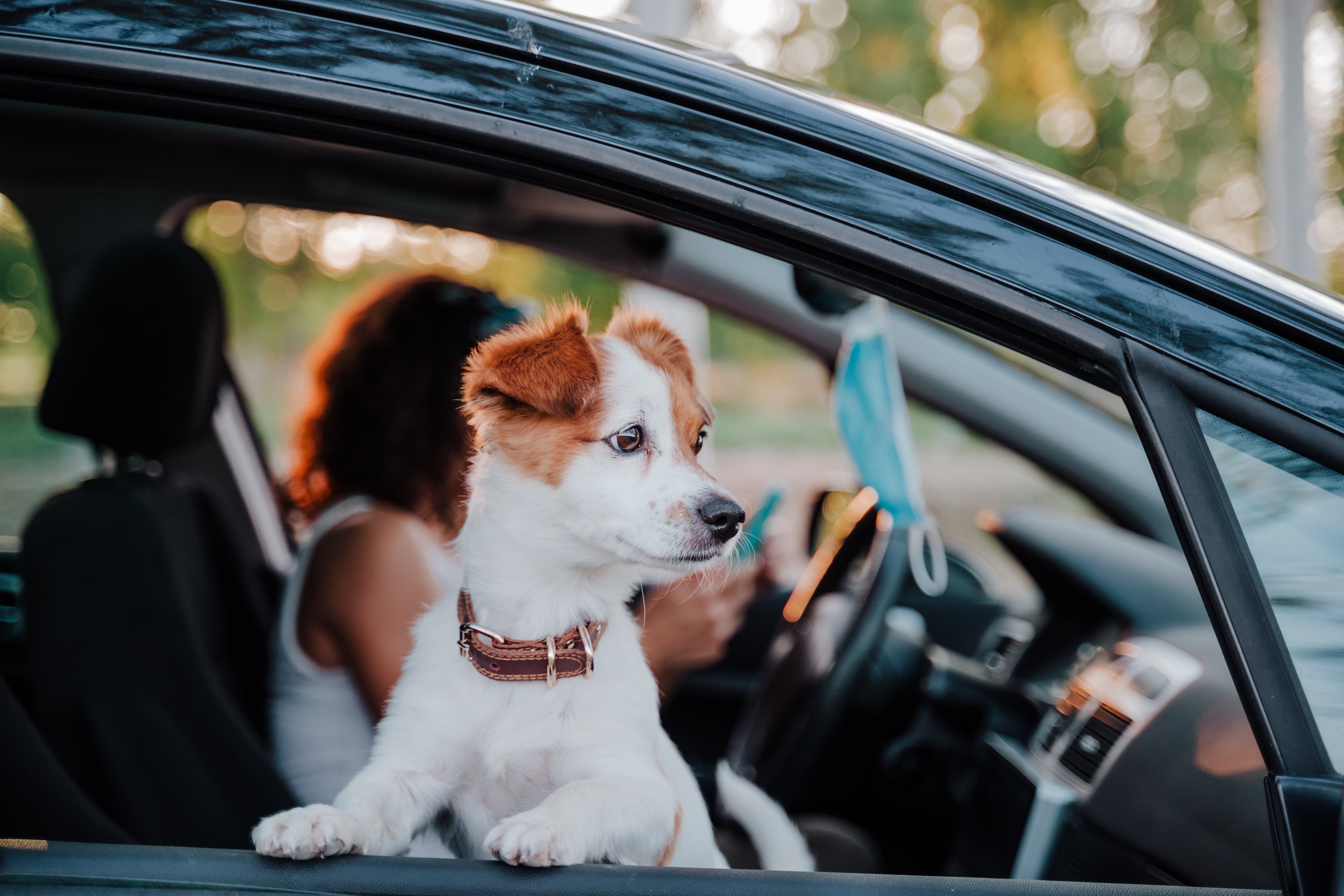 Buckle Up, Pup