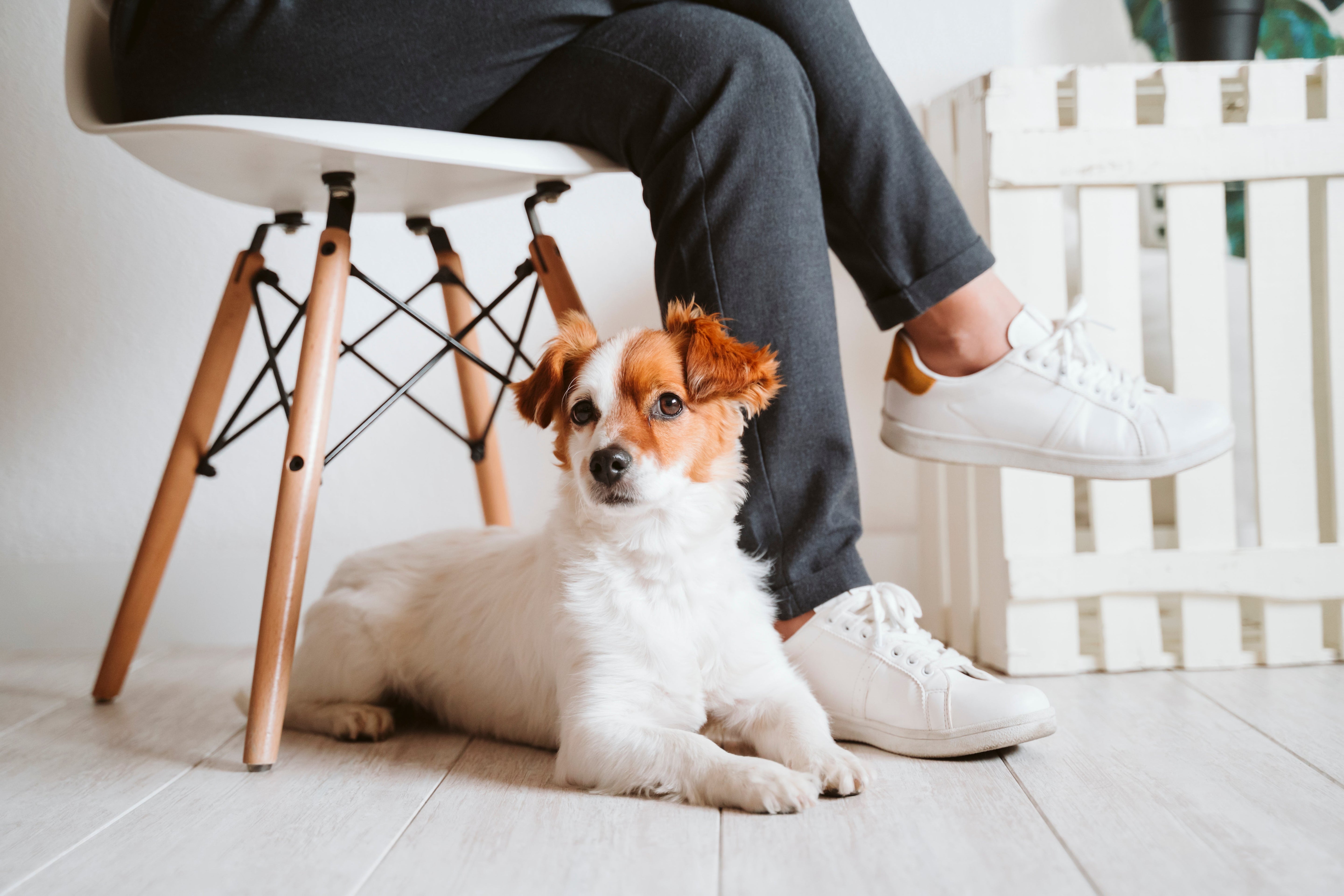 How to Choose the Right Puppy: A Tailored Guide for Every Lifestyle