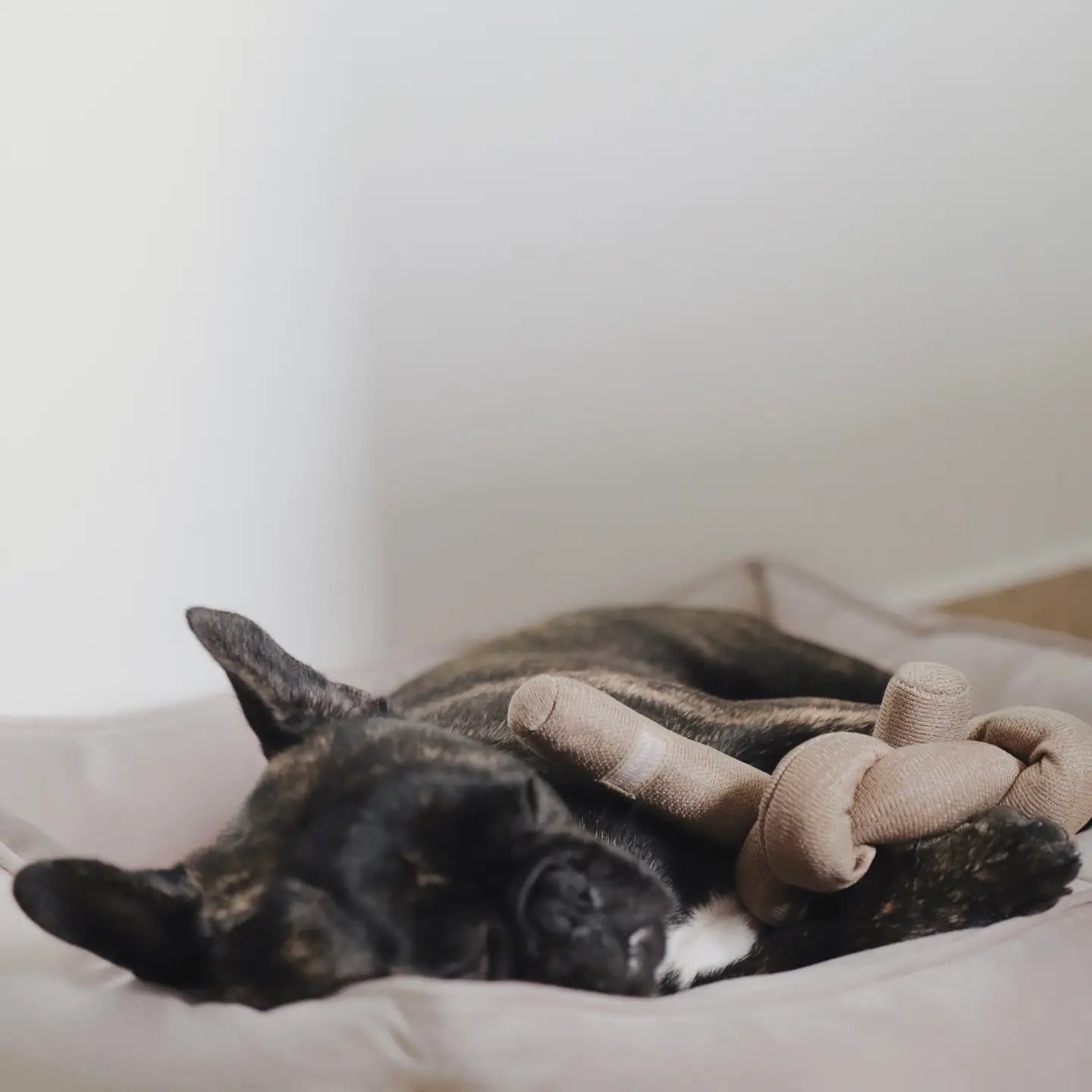 Nou Tan Enrichment Dog Toy