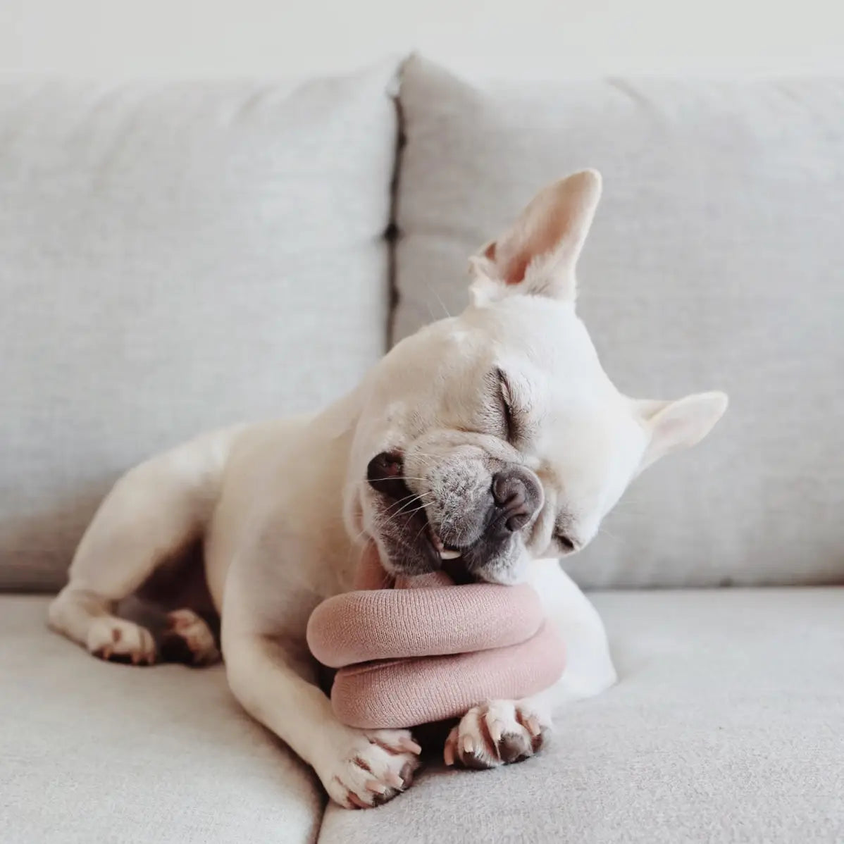 Nounou | Dogwood with Squeakers Enrichment Dog Toy
