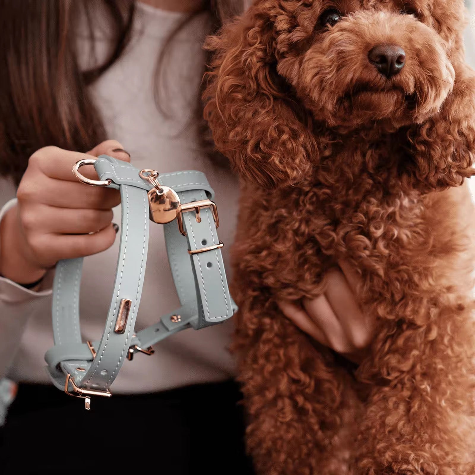 Luxury Looks for Everyday Walks: Dogwear That Turns Heads
