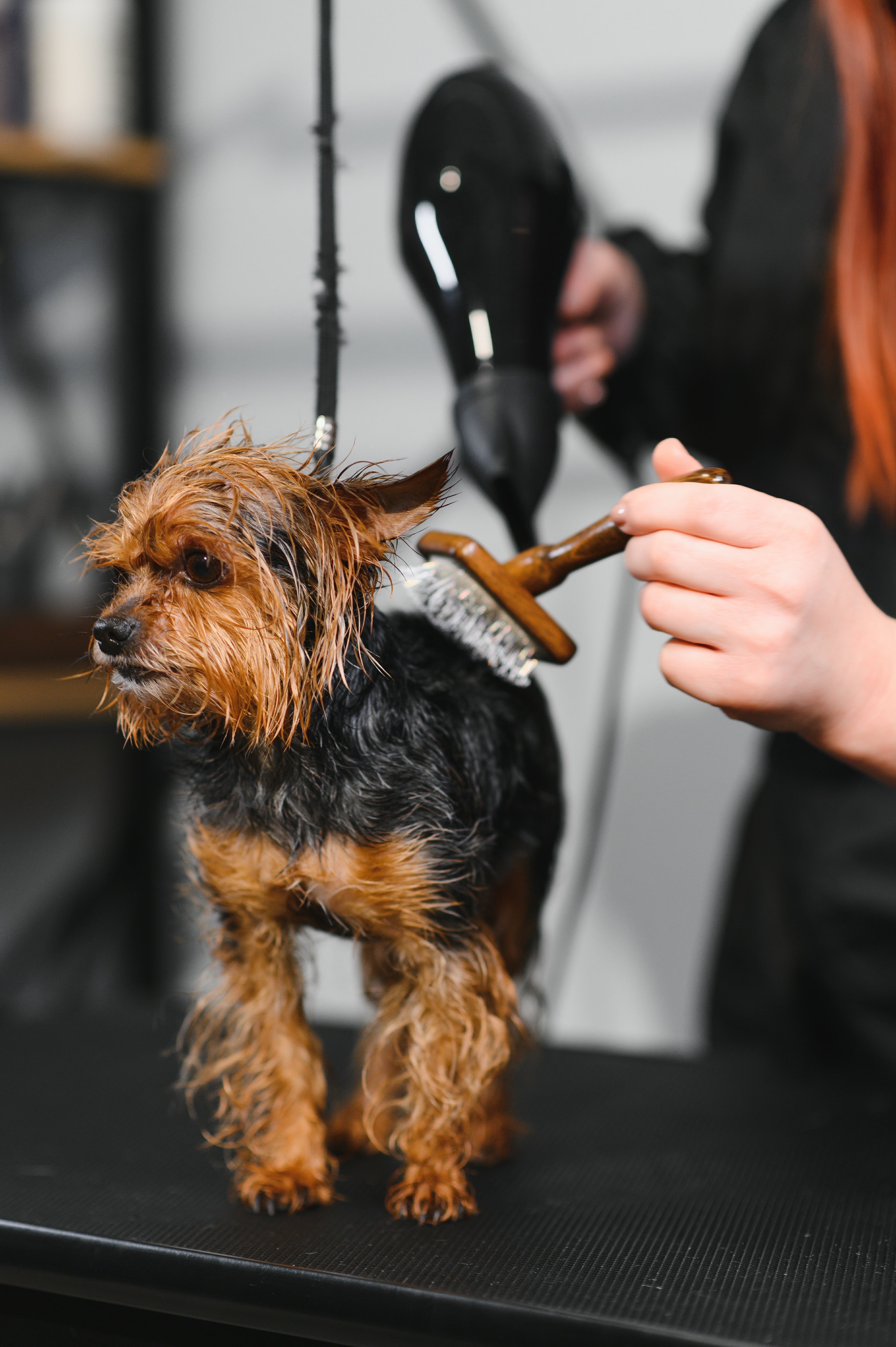 Pack Like a Pro: What Goes in a Luxury Pet Travel Bag