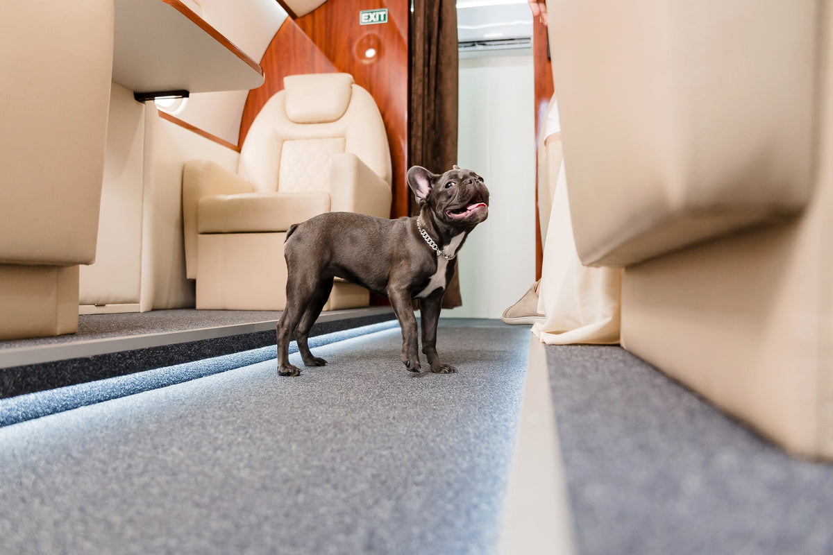 First Class Canine Traveling with Style: Dog Essentials That Feel First-Class
